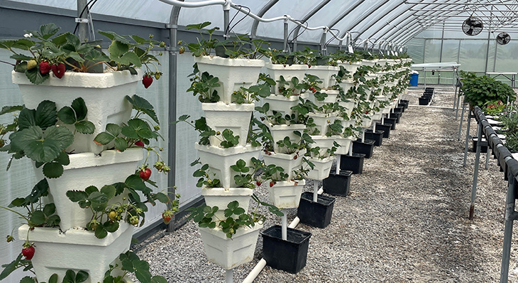 Hydroponic Day-neutral Strawberry Production Observations | Commercial ...